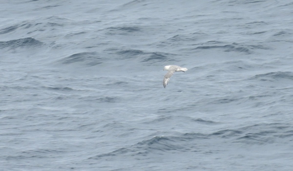 Northern Fulmar - ML620832755