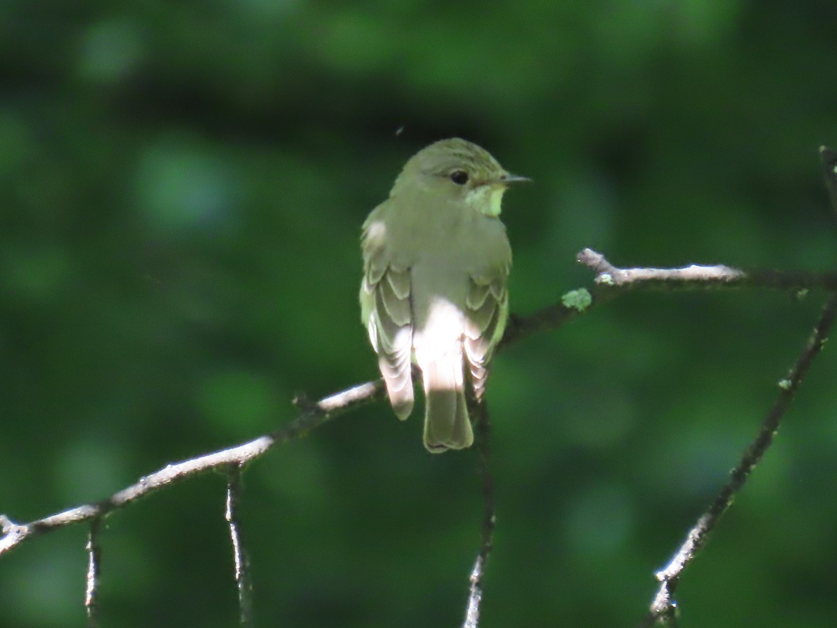 Lesser Whitethroat - ML620832756