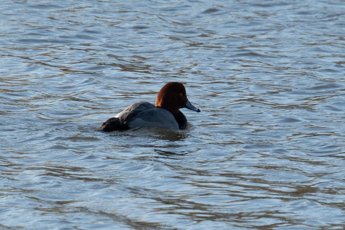 Redhead - ML620832758