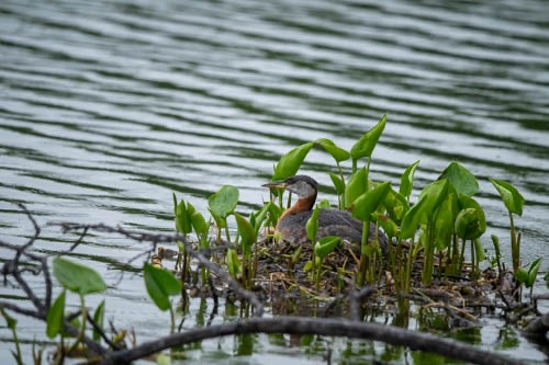 Red-necked Grebe - ML620832759