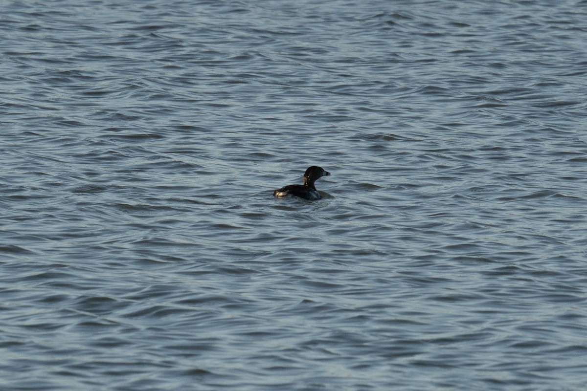 Pied-billed Grebe - ML620832761