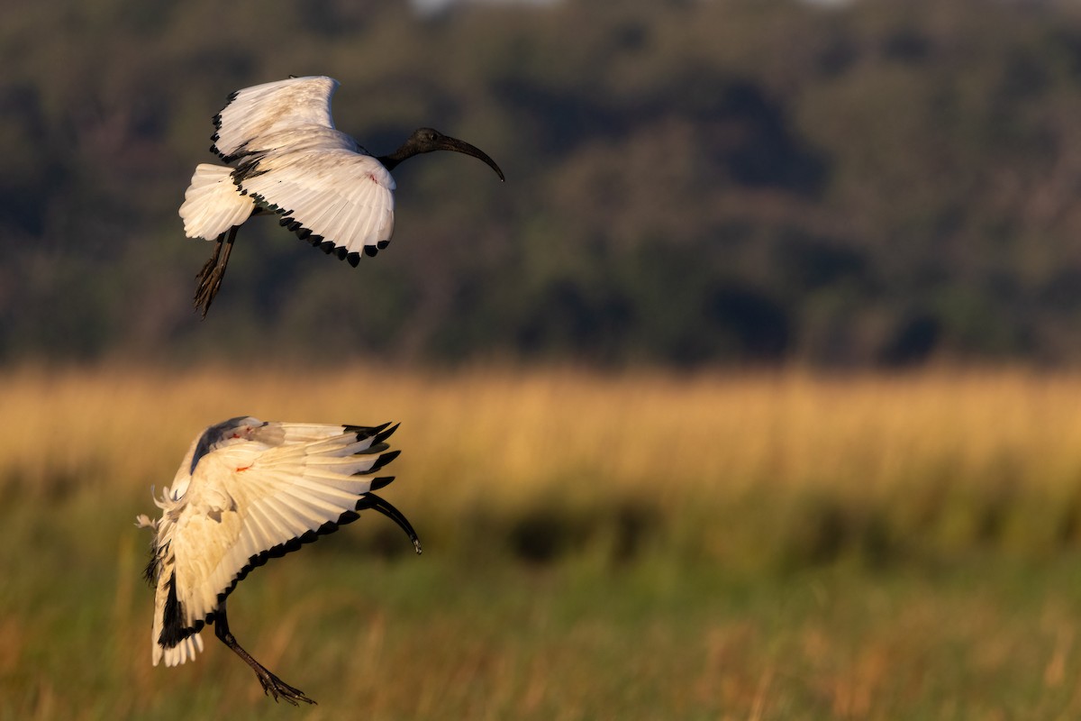 ibis posvátný - ML620832762