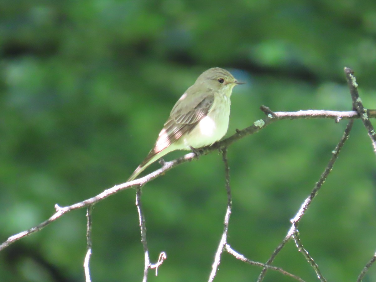 Lesser Whitethroat - ML620832763