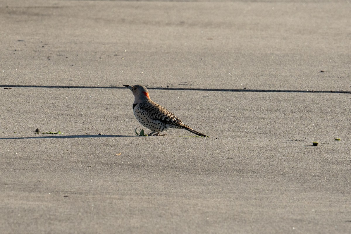 Northern Flicker - ML620832769