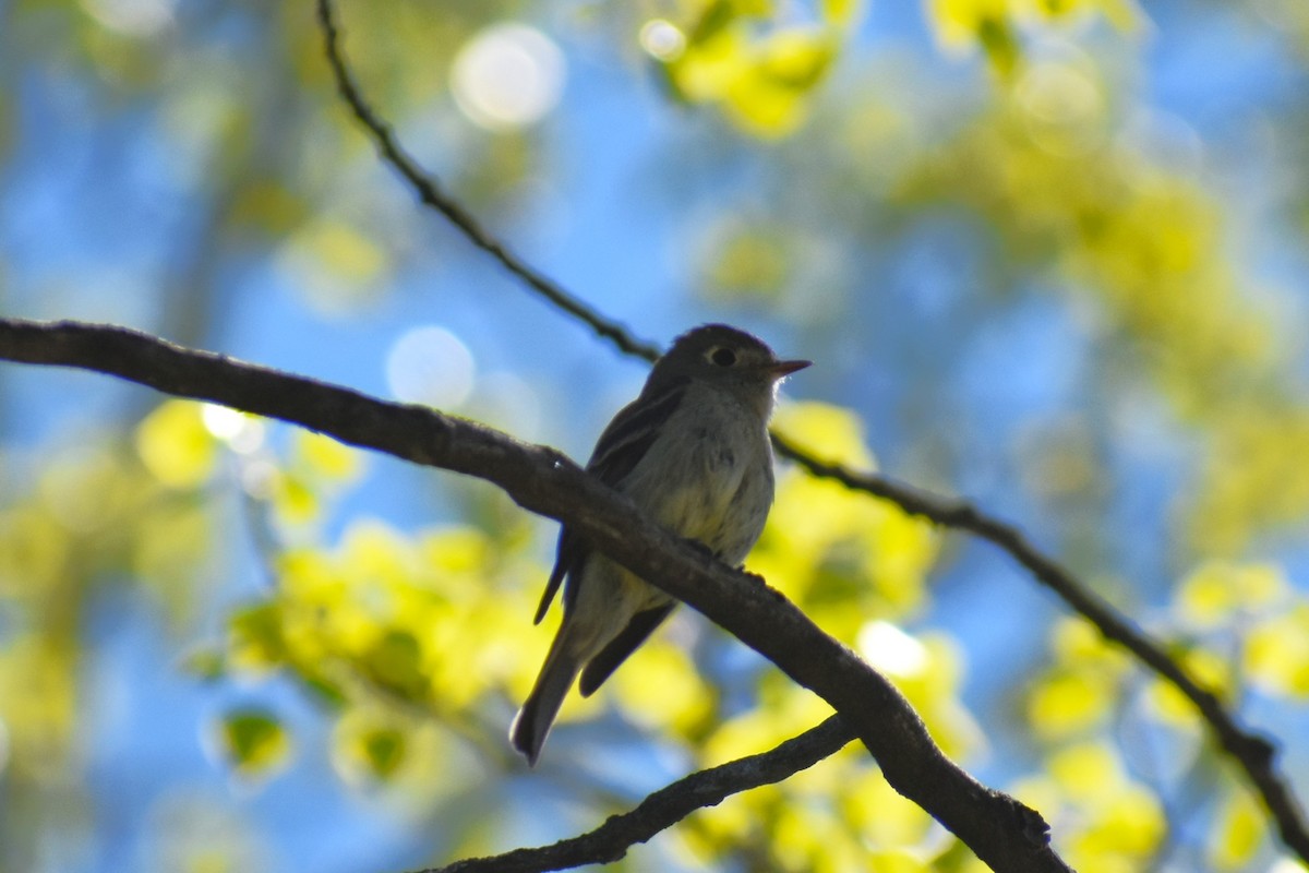 Hammond's Flycatcher - ML620832771