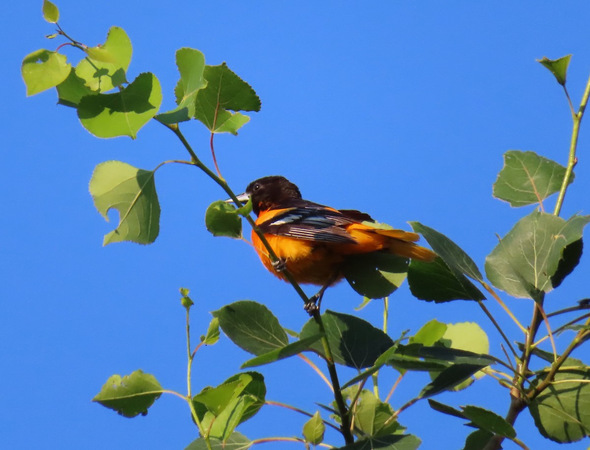 Baltimore Oriole - Chantal Labbé