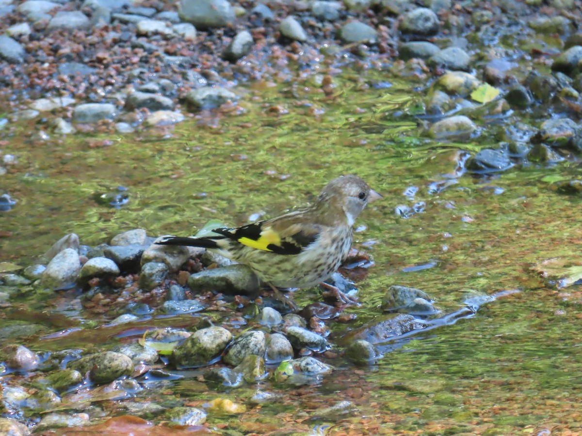 European Goldfinch - ML620832773