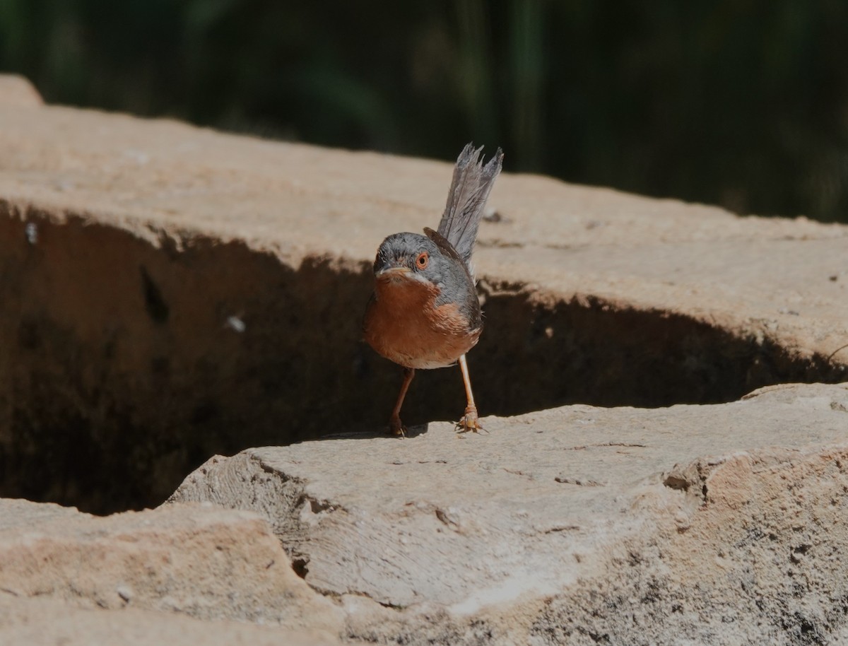 Western Subalpine Warbler - ML620832774