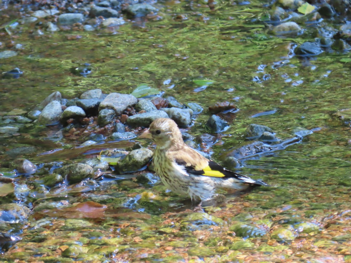 European Goldfinch - ML620832775