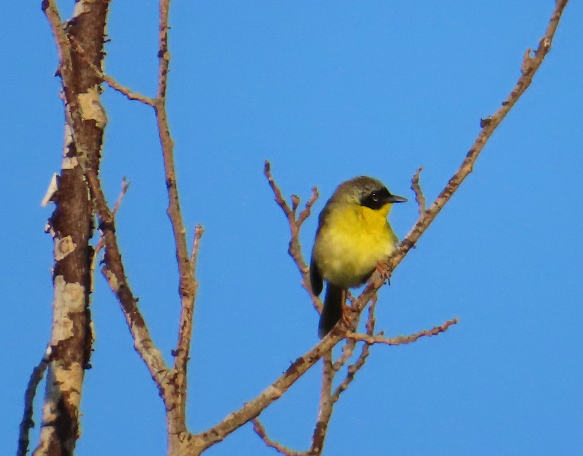 Common Yellowthroat - ML620832777