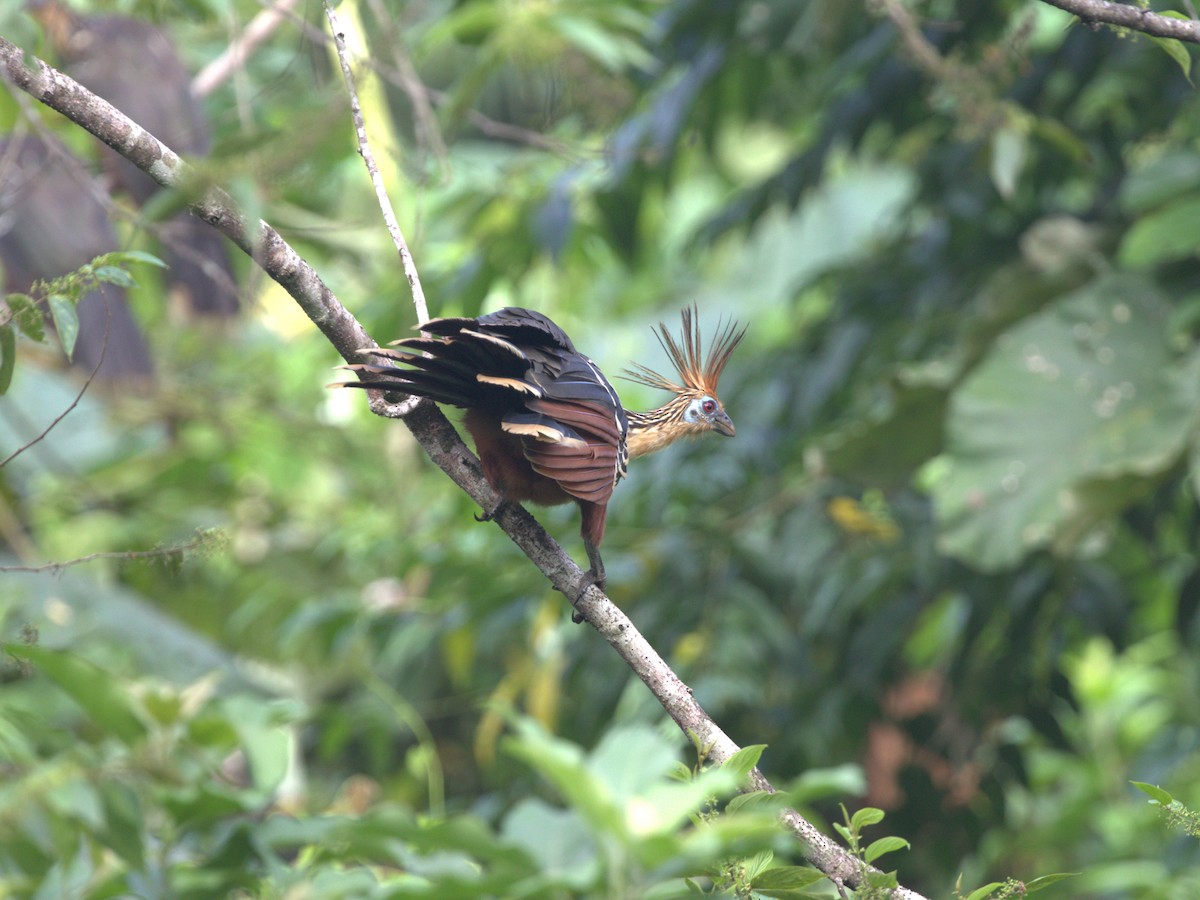 Hoatzin - Menachem Goldstein