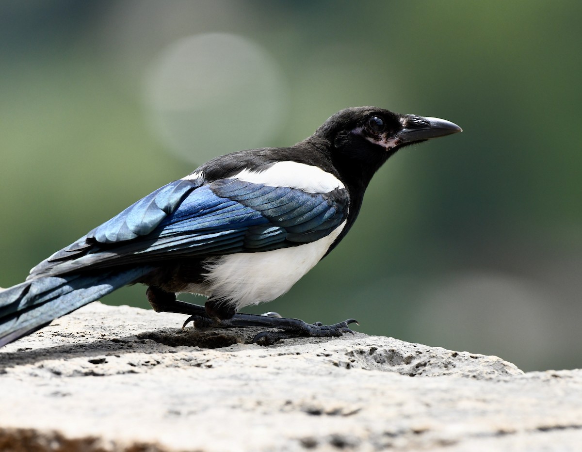 Eurasian Magpie - ML620832787