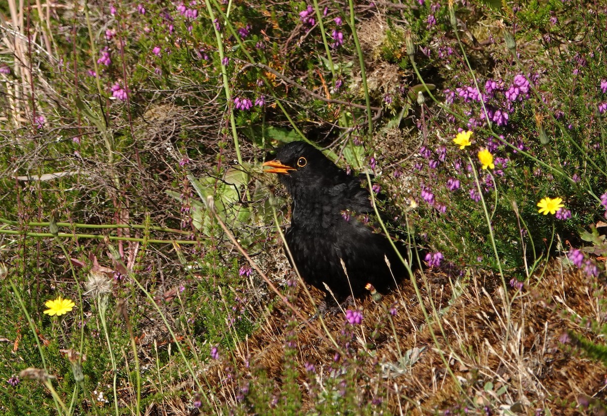 Eurasian Blackbird - Duncan Evered