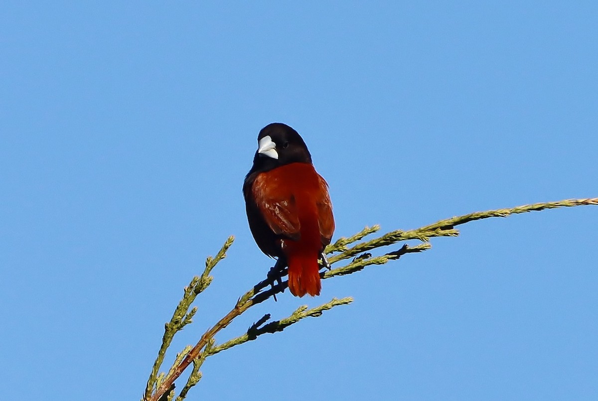 Chestnut Munia - ML620832796