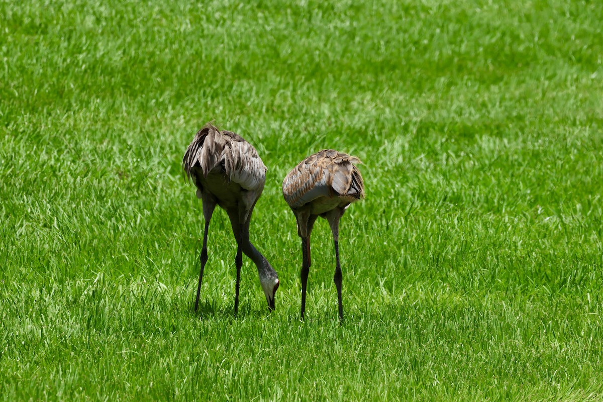 Grulla Canadiense - ML620832804