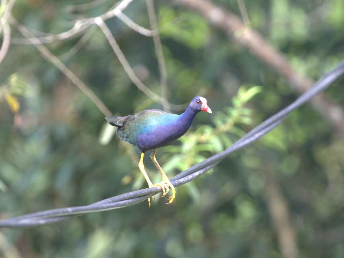 Purple Gallinule - ML620832805