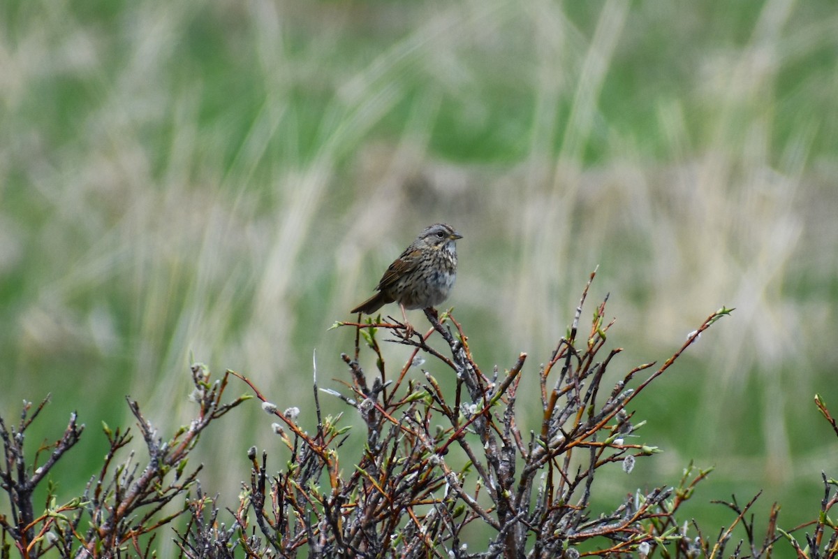 Lincoln's Sparrow - ML620832807