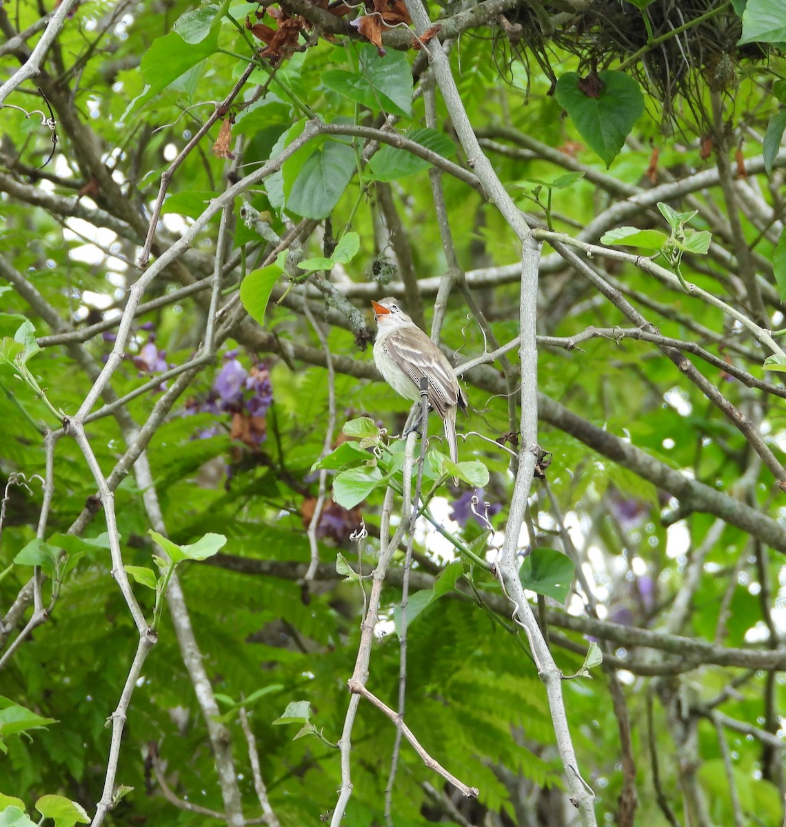 Northern Mouse-colored Tyrannulet - ML620832808