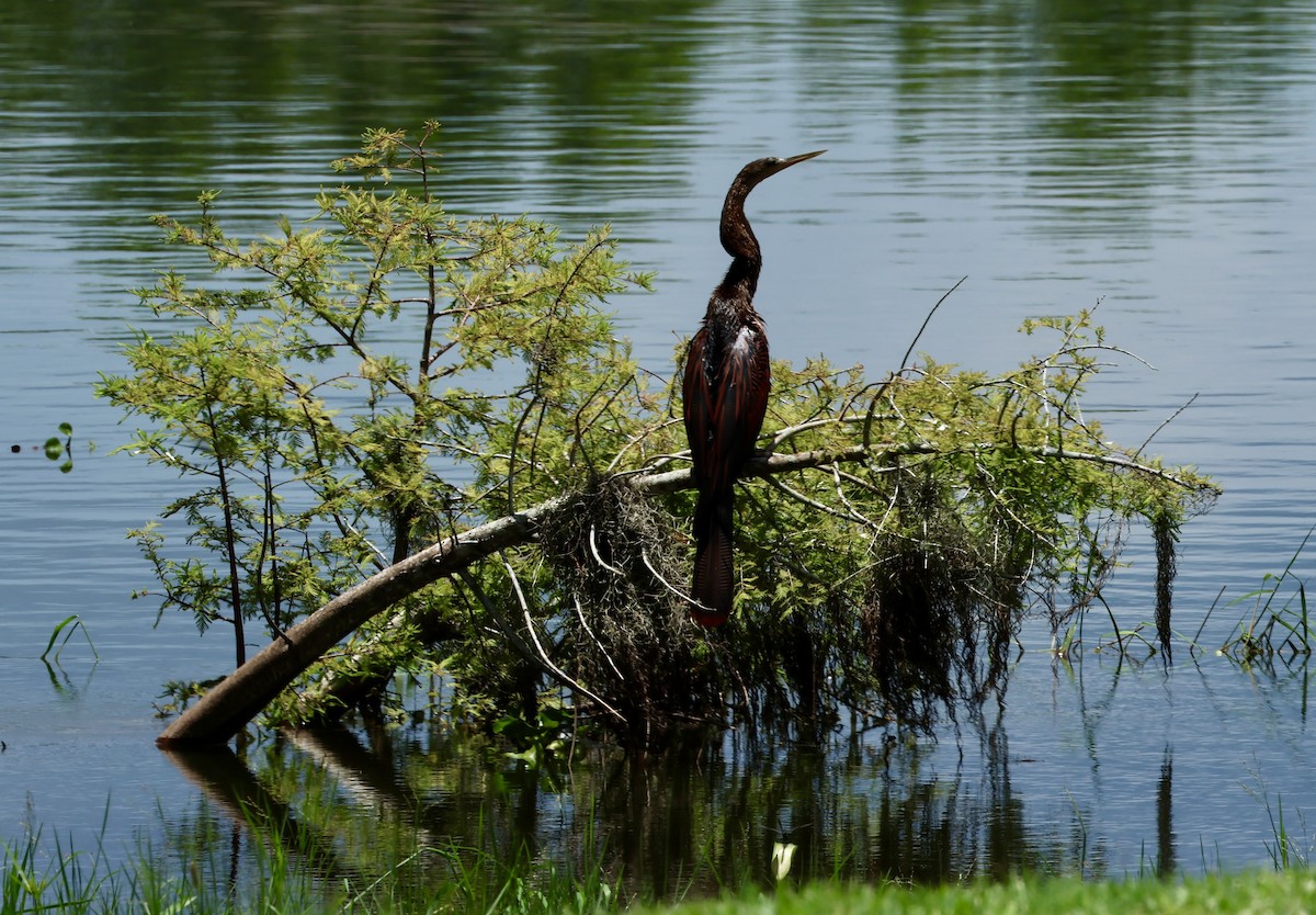 anhinga americká - ML620832809