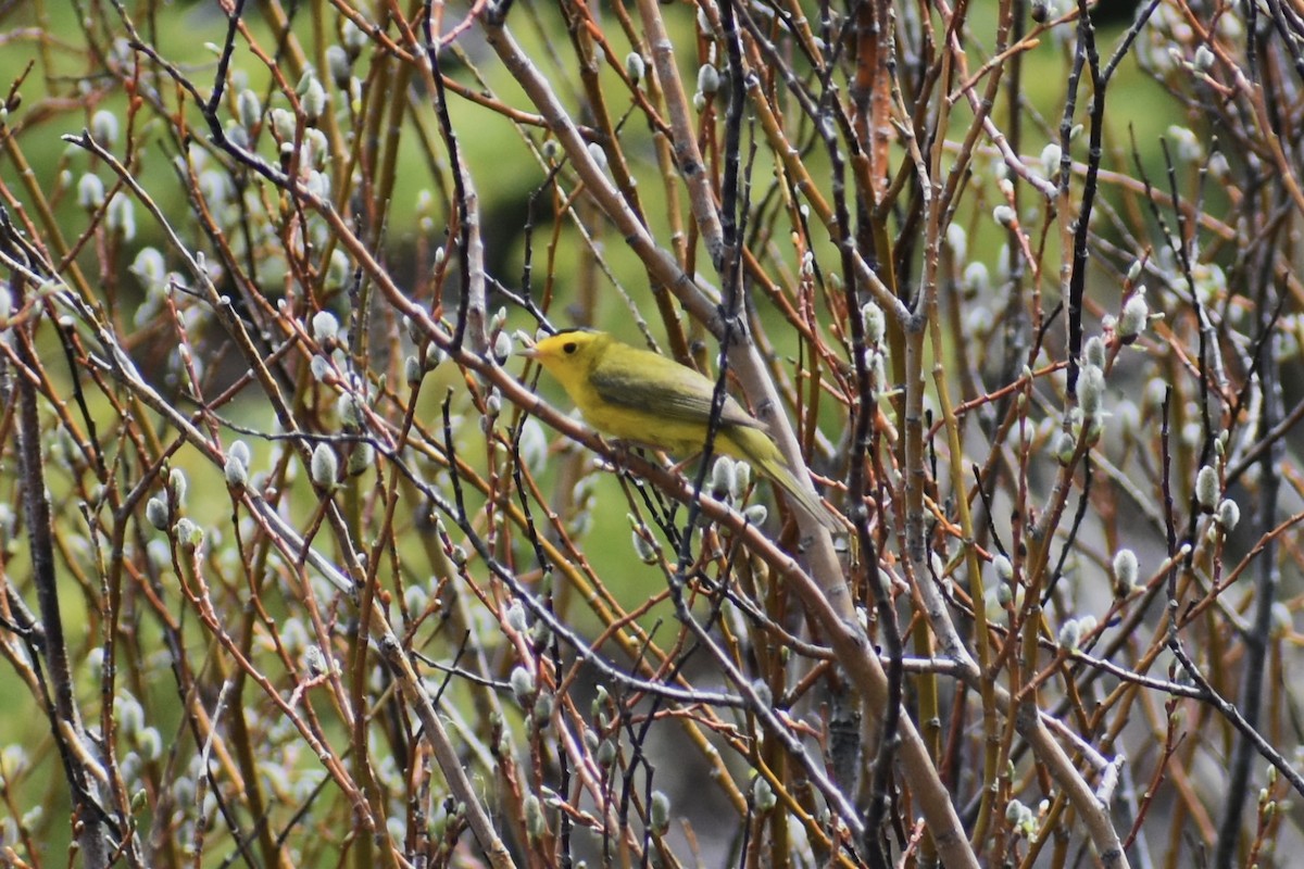 Wilson's Warbler - ML620832810