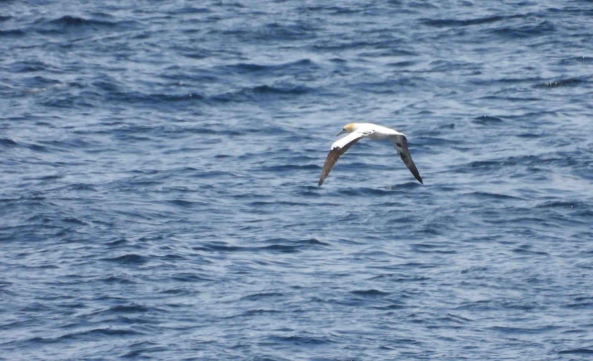 Northern Gannet - ML620832812