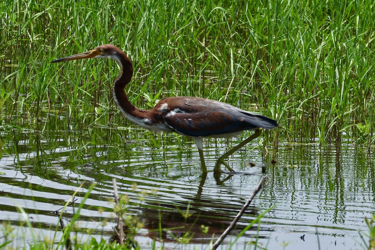 Tricolored Heron - ML620832815