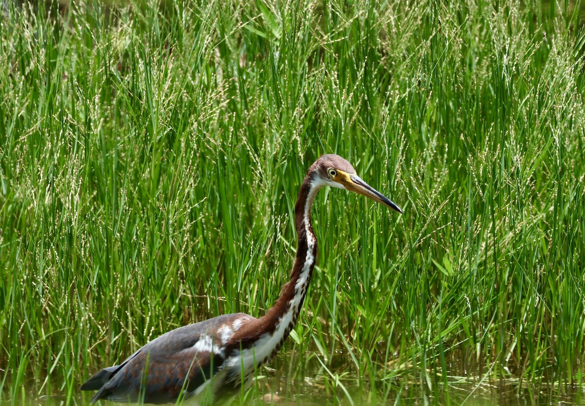 Tricolored Heron - ML620832816