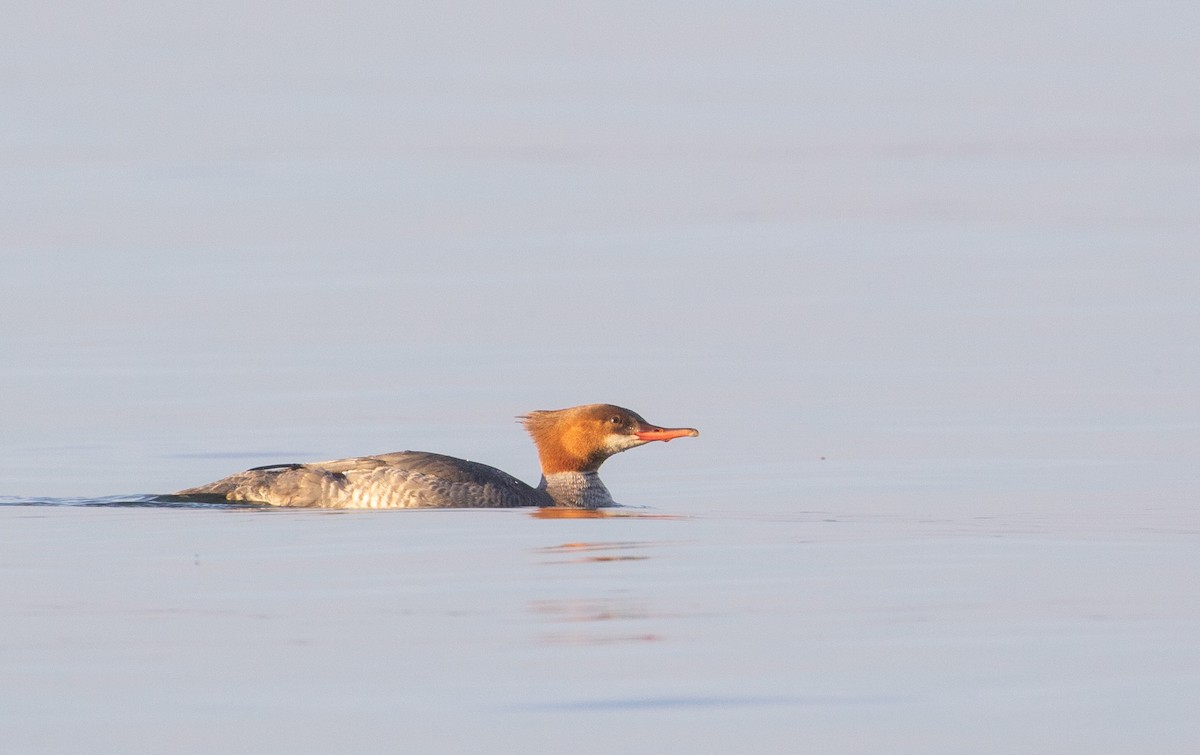 Common Merganser - ML620832817