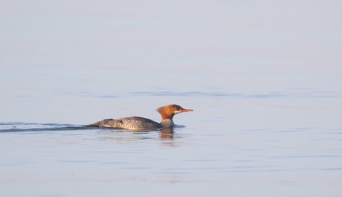 Common Merganser - ML620832818