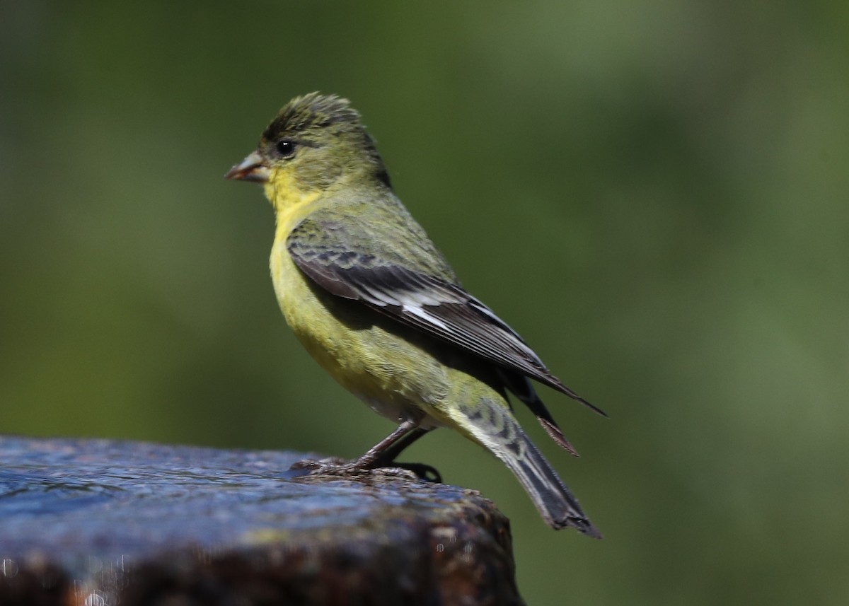 Lesser Goldfinch - ML620832821