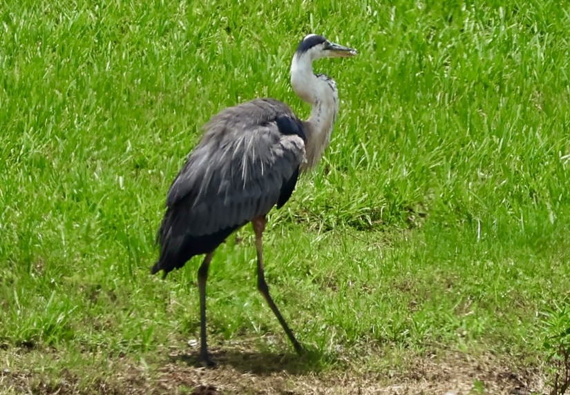 Great Blue Heron - ML620832823