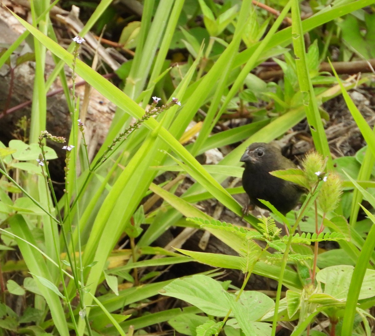 Black-faced Grassquit - ML620832826