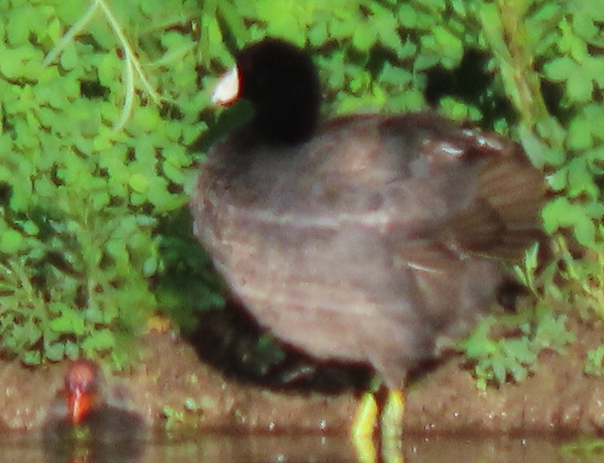 American Coot - ML620832828