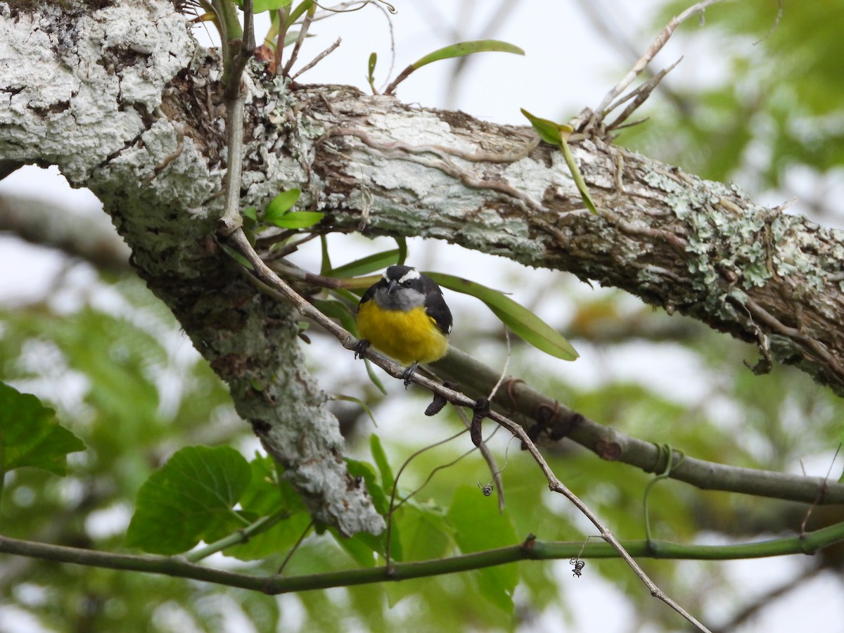 Sucrier à ventre jaune - ML620832834