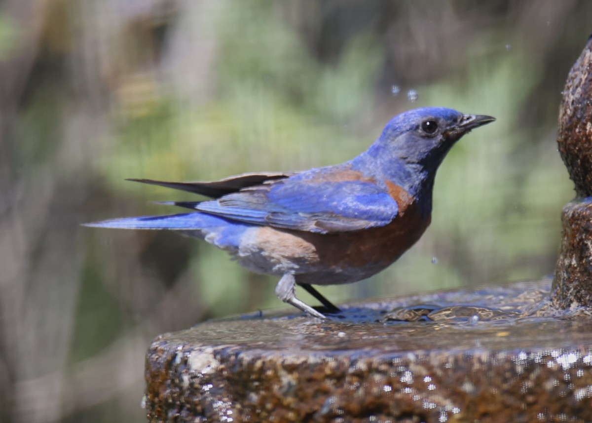 Western Bluebird - ML620832835