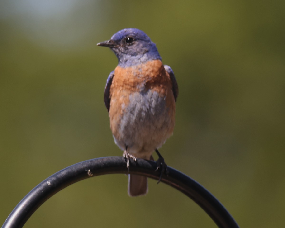 Western Bluebird - ML620832836