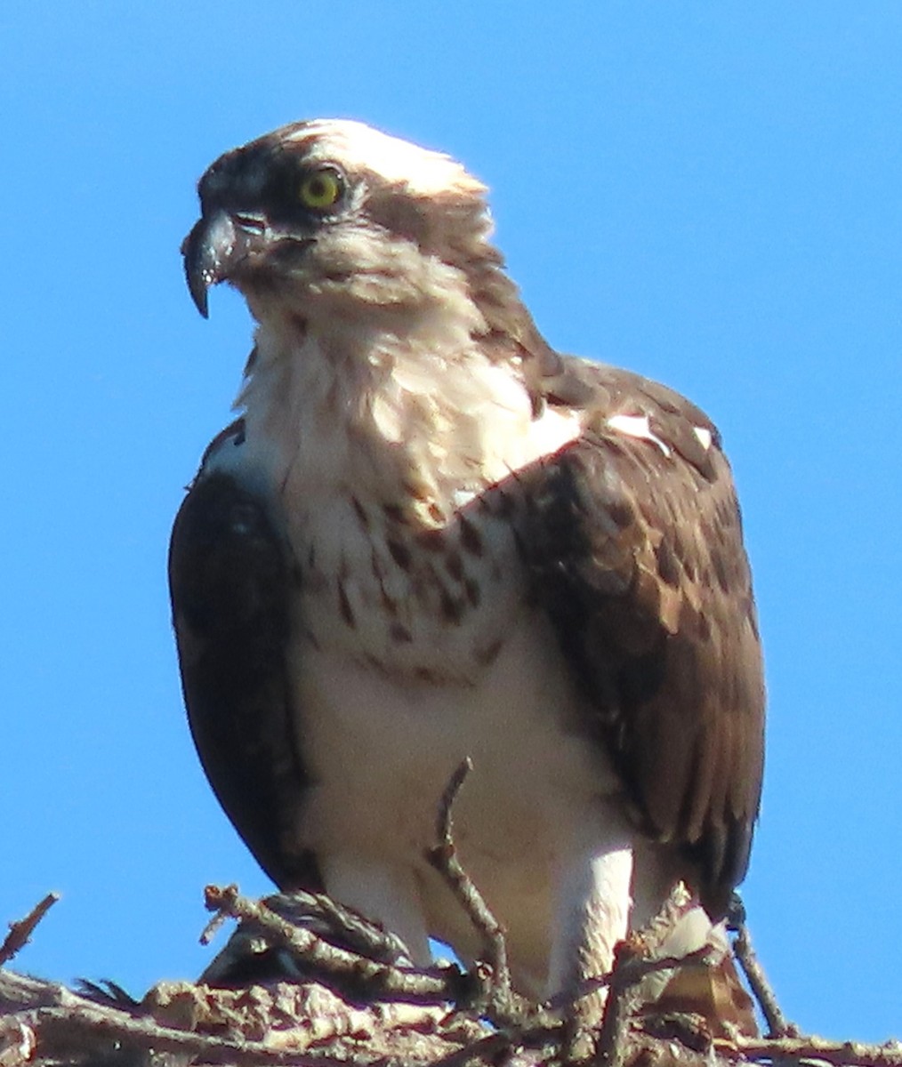 Osprey - ML620832837