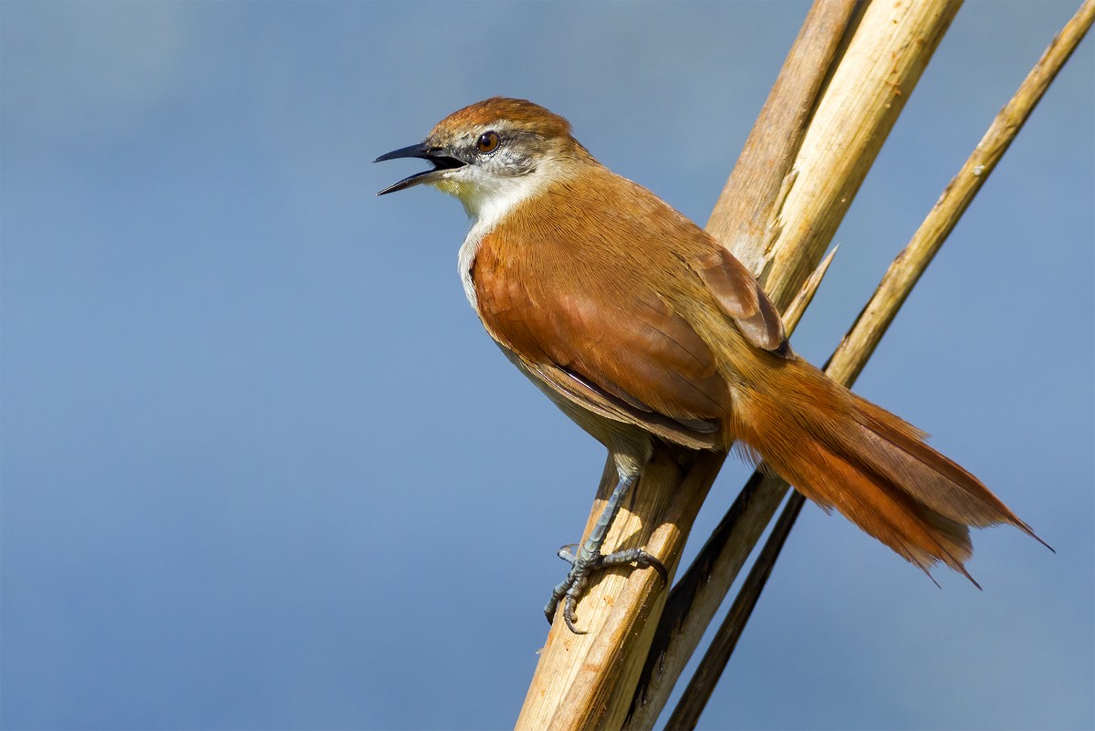 Yellow-chinned Spinetail - ML620832839
