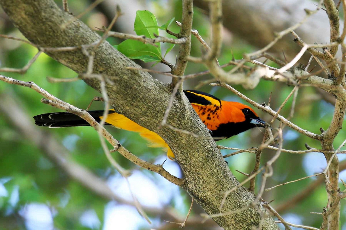 Spot-breasted Oriole - ML620832851