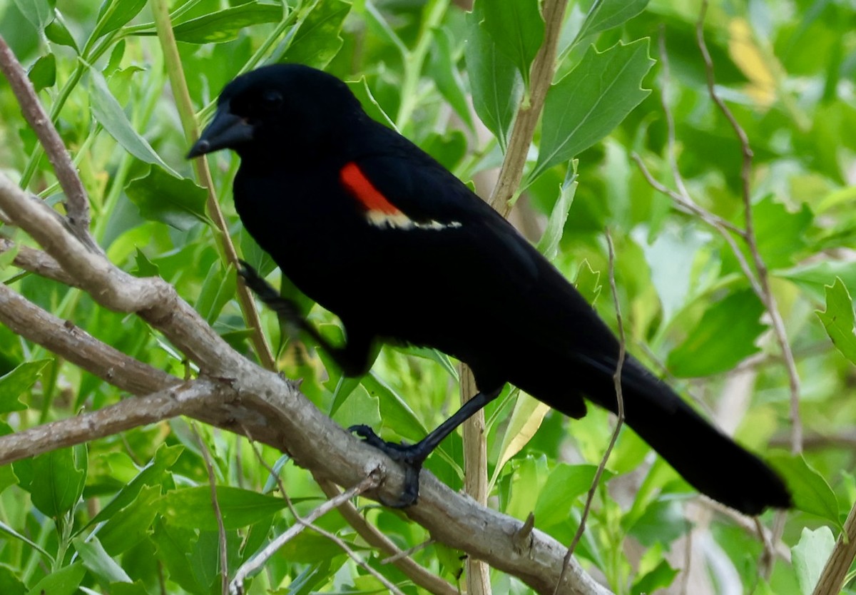 Red-winged Blackbird - ML620832852
