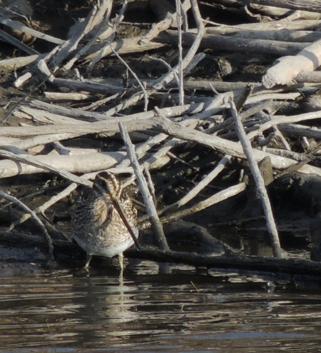 Wilson's Snipe - ML620832856