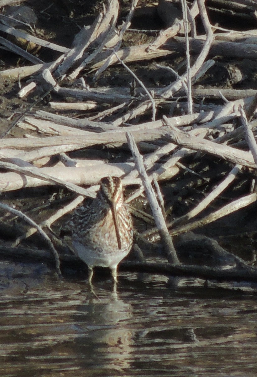 Wilson's Snipe - ML620832857