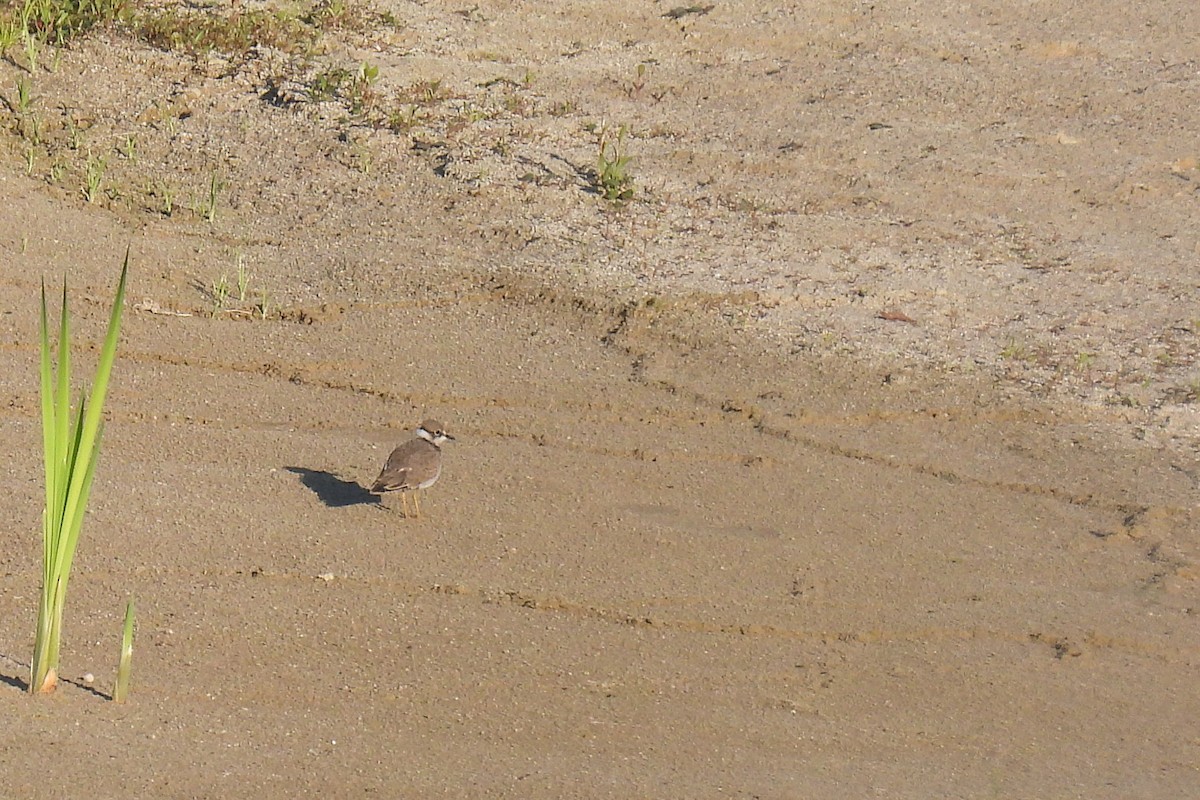 Little Ringed Plover - ML620832860