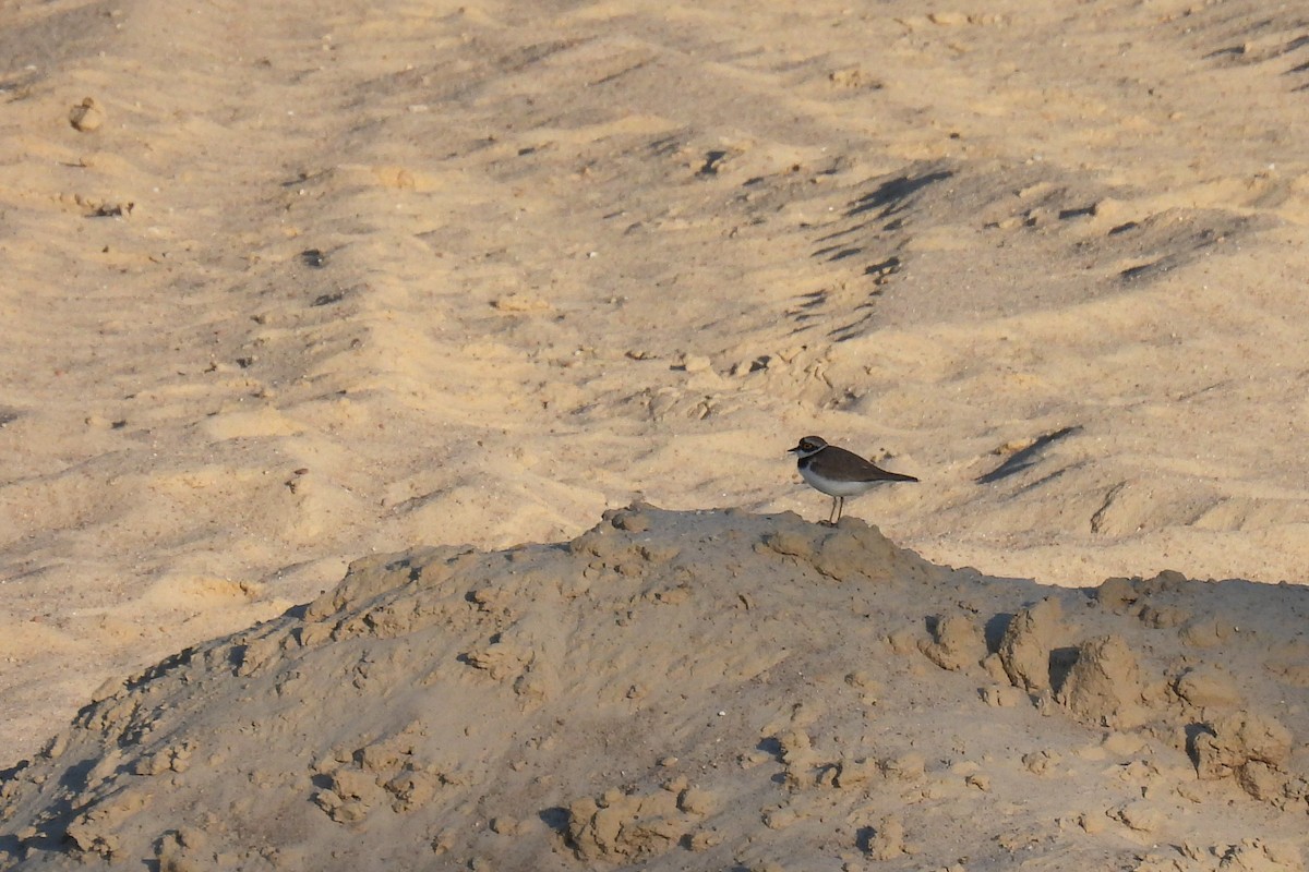 Little Ringed Plover - ML620832861