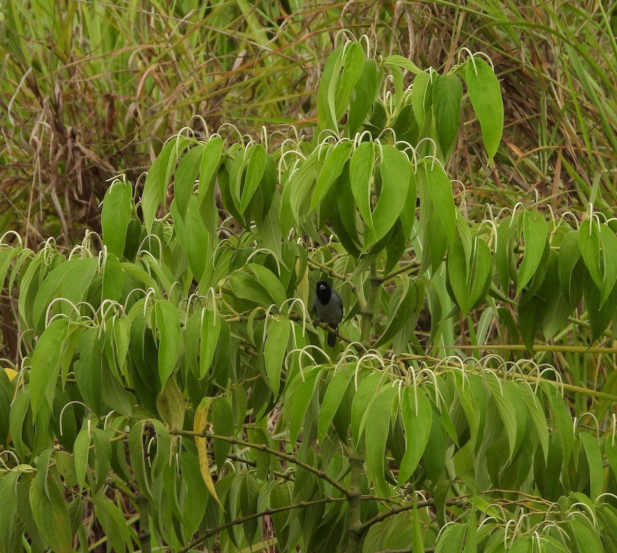 Black-faced Tanager - ML620832862