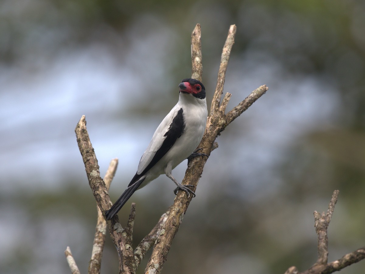 Black-tailed Tityra (Western) - ML620832864