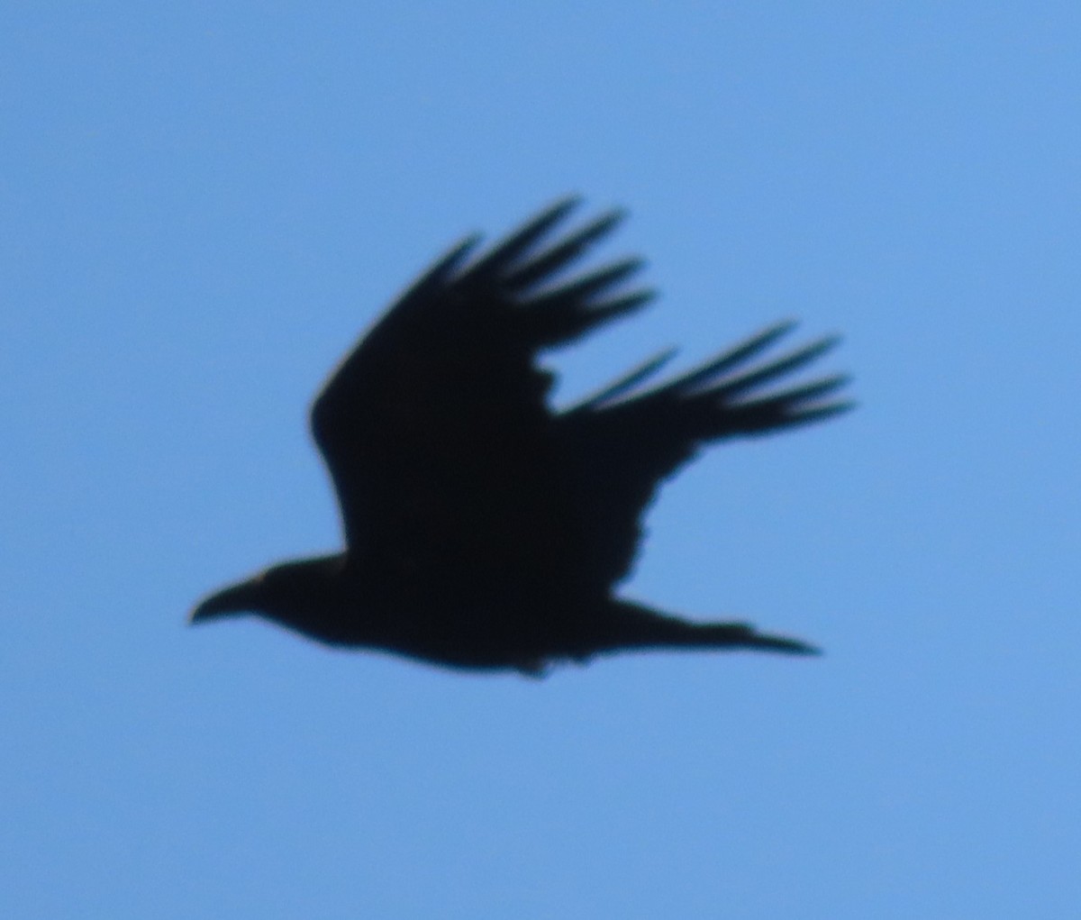 American Crow - ML620832868