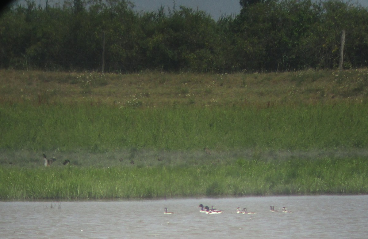 Common Shelduck - ML620832870