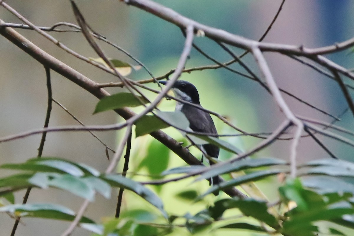 Black-winged Flycatcher-shrike - ML620832873