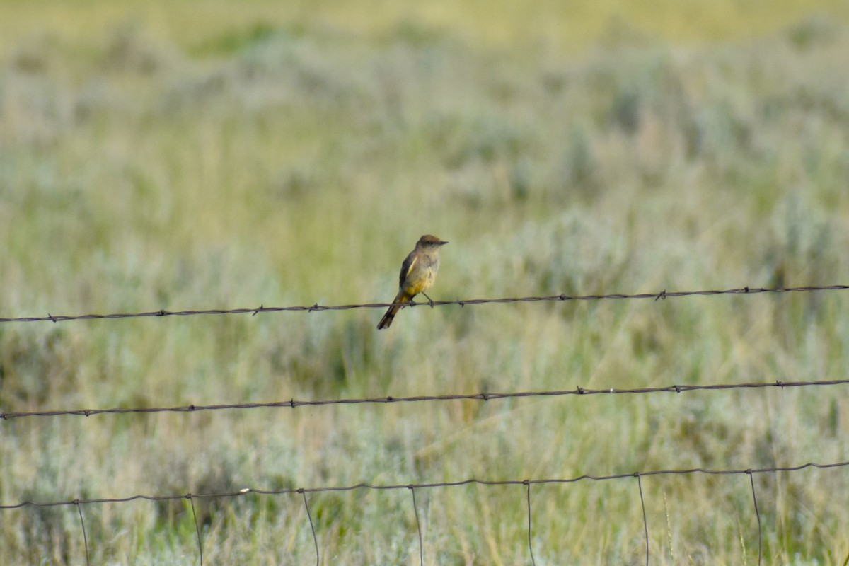 Say's Phoebe - ML620832875